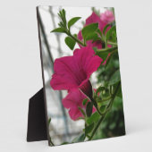 Petunia Fotoplaat (Zijkant)