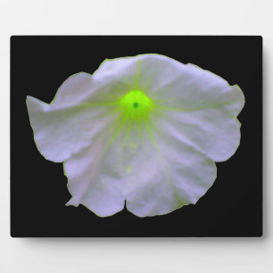 Petunia Green Glow Plaque Fotoplaat