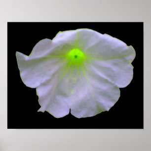 Petunia Green Glow Poster