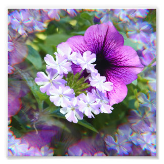 Petunia Paarse & Witte Bloemen Fotografie Print Foto Afdruk