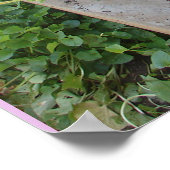 Petunia Putunias Bloementuin Poster (Hoek)