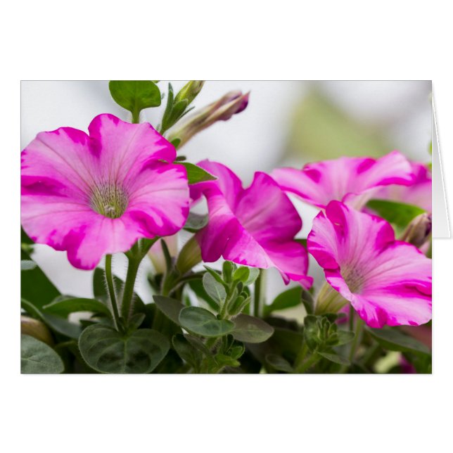Pétunia rose (Devant horizontal)