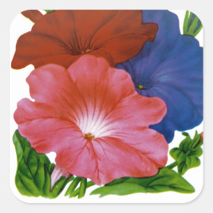 Petunia Seed Packet Vierkante Sticker