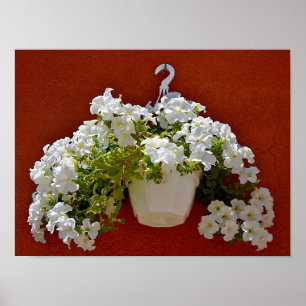 Petunia surfinia in een witte pot poster