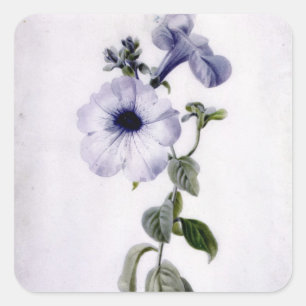 Petunia Vierkante Sticker