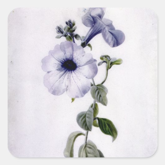 Petunia Vierkante Sticker (Voorkant)
