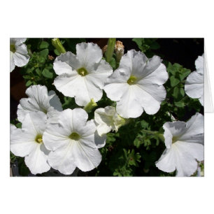 Petunias blancs