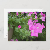 Petunias Briefkaart (Voorkant / Achterkant)