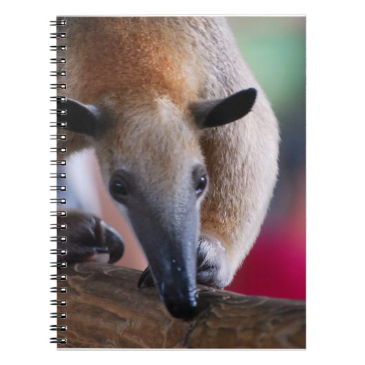 Peu de carnet de fourmilier (Devant)