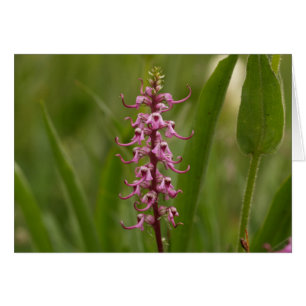 Peu d'Elephants.Colorado rouge 05