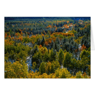 Peuplier et arbres impeccables