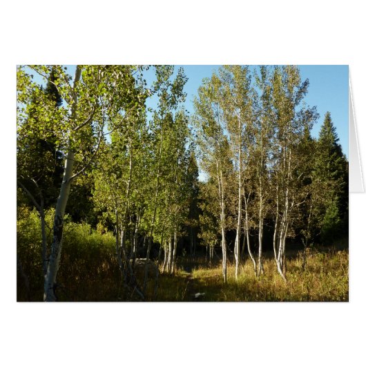 Peupliers le long du sentier Moose Ponds à Grand T (Devant horizontal)