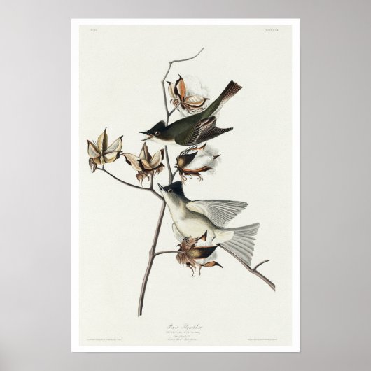 Pewit Flycatcher, Audubon Poster (Voorkant)