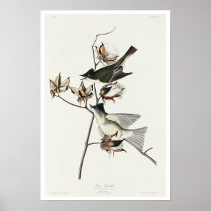 Pewit Flycatcher par Audubon Poster