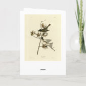 Pewit Flycatcher, Phoebe, Audubon Birds of America Kaart (Achterkant)