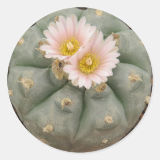 Peyote dans Bloom autocollant