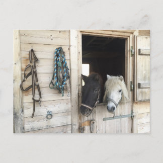Pferde Briefkaart