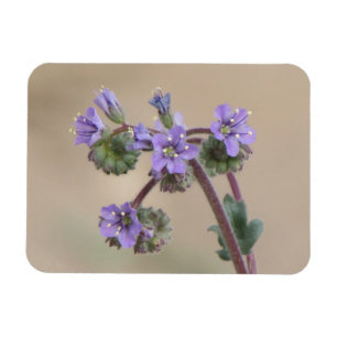 Phacelia Paarse wilde bloemen Magneet