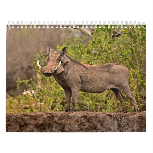 Phacocher Calendar Warthog-kalender Kalender (Hoes)