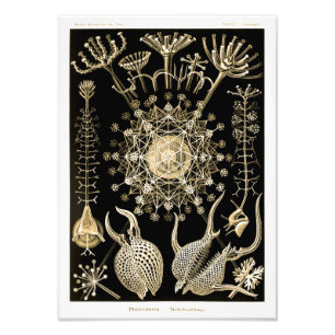 Phaeodaria 61 Goud Ernst Haeckel Foto Afdruk