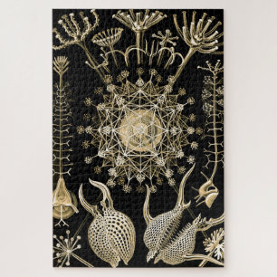 Phaeodaria 61 Goud Ernst Haeckel Legpuzzel