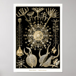 Phaeodaria 61 Goud Ernst Haeckel Poster