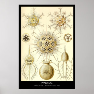Phaeodaria - Bord 1-Kunstformen der Natur Poster