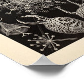 Phaeodaria Ernst Haeckel Art Print (Hoek)