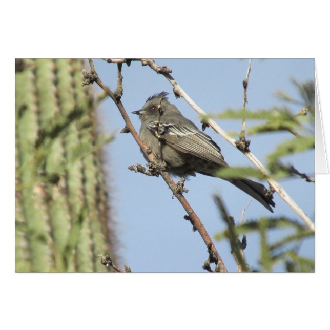 Phainopepla féminine (Devant Horizontal)
