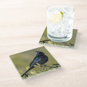 Phainopepla Glass Onderzetter