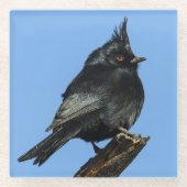 Phainopepla Glass Onderzetter (Voorkant)