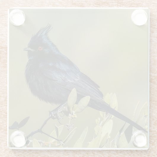 Phainopepla Glass Onderzetter Glazen Onderzetter (Achterkant)