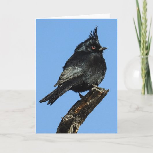 Phainopepla Notecard Kaart (Voorkant)