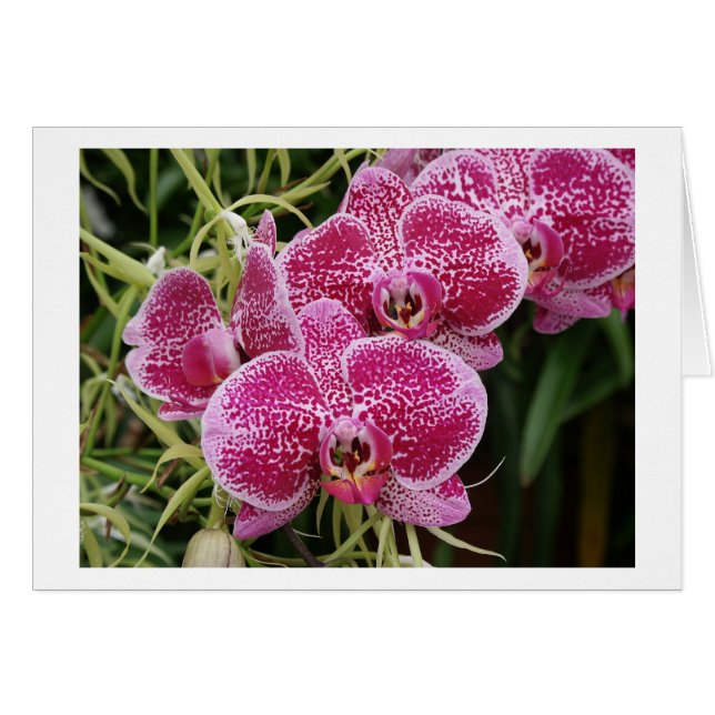 Phalaenopsis (Voorkant Horizontaal)