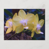 Phalaenopsis butterfly orchidee