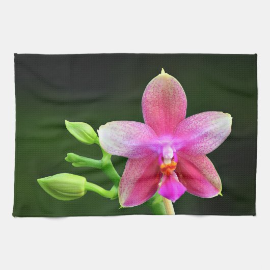 Phalaenopsis liodoro serviette de cuisine 40,6cm x (Horizontal)