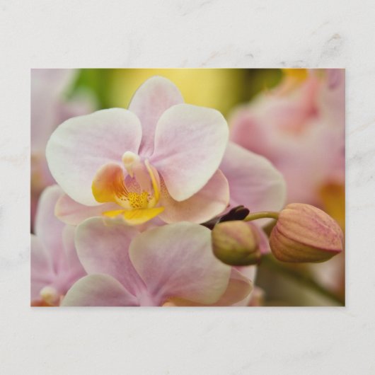 Phalaenopsis Orchid Briefkaart (Voorkant)