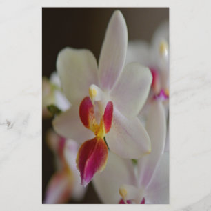 Phalaenopsis Orchid Briefpapier