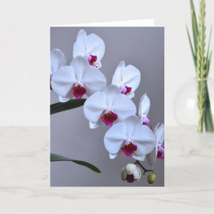 Phalaenopsis Orchid Kaart