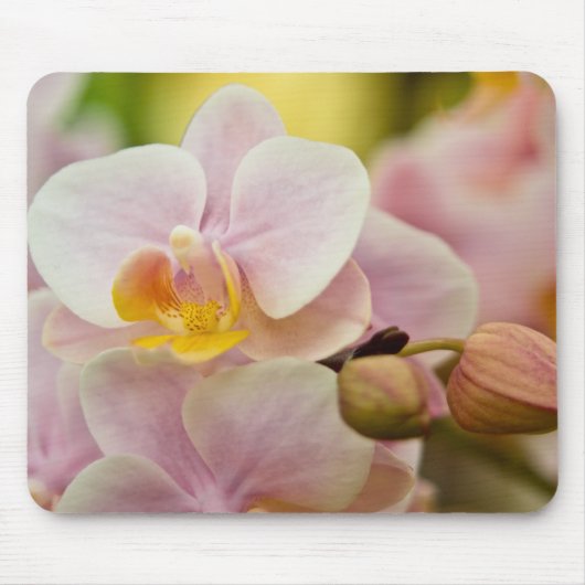 Phalaenopsis Orchid Muismat (Voorkant)
