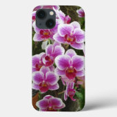 Phalaenopsis rose iPhone 13 Coque (Verso)