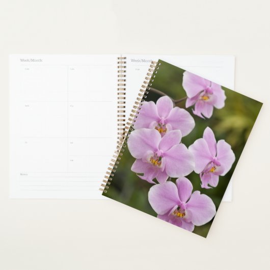 Phalaenopsis Schilleriana (Devant avec enveloppe)