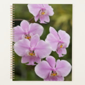Phalaenopsis Schilleriana (Devant)