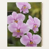 Phalaenopsis Schilleriana (Dos)