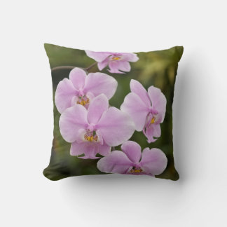 Phalaenopsis Schilleriana Kussen