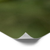 Phalaenopsis Schilleriana Poster (Hoek)