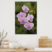 Phalaenopsis Schilleriana Poster (Keuken)