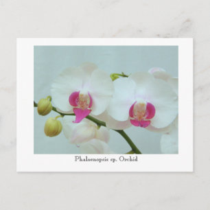 Phalaenopsis sp. Orchid Briefkaart