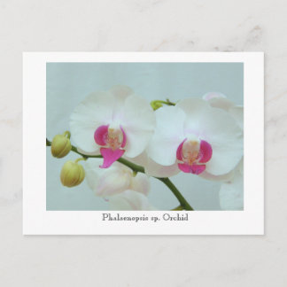 Phalaenopsis sp. Orchid Briefkaart