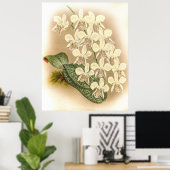 Phalaenopsis stuartiana Orchid Poster (Thuiskantoor)